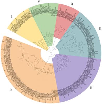 Genome-wide identification of TBL gene family and functional analysis of GhTBL84 under cold stress in cotton